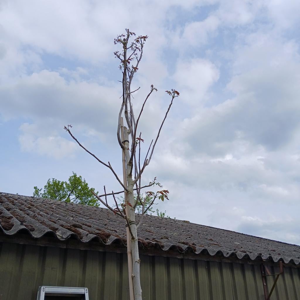 Walnoot, boom 4.00 m, Tuin en Terras, Planten | Bomen, Ophalen, In pot, Volle zon, Overige soorten