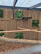 Geelbuik kittas, Dieren en Toebehoren, Vogels | Overige Vogels, Meerdere dieren, Roofvogel, Geringd