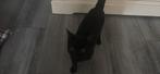 Lieve kitten zoekt liefdevol en rustig thuis, Dieren en Toebehoren, Katten en Kittens | Overige Katten, Kater