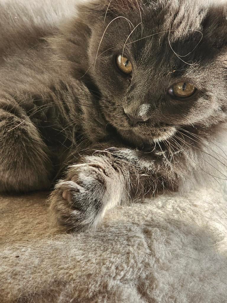 Lieve  mainecoon kittens (met stamboom), Poes, Met stamboom, 0 tot 2 jaar