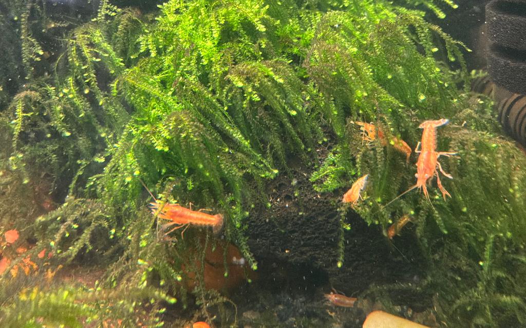 Cambarellus patzcuarensis CPO kreeftjes, Dieren en Toebehoren, Kreeft, Krab of Garnaal, Zoetwatervis