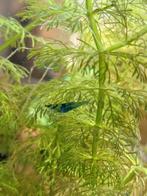 Donker blauwe Neo caridina garnalen, Dieren en Toebehoren, Kreeft, Krab of Garnaal