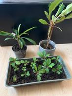 Madagascar planten 2 soorten, Ophalen of Verzenden, Overige soorten, Volle zon