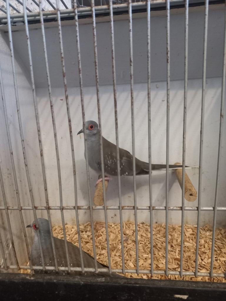 Koppel diamant duifjes, Dieren en Toebehoren, Vogels | Duiven, Meerdere dieren, Overige soorten