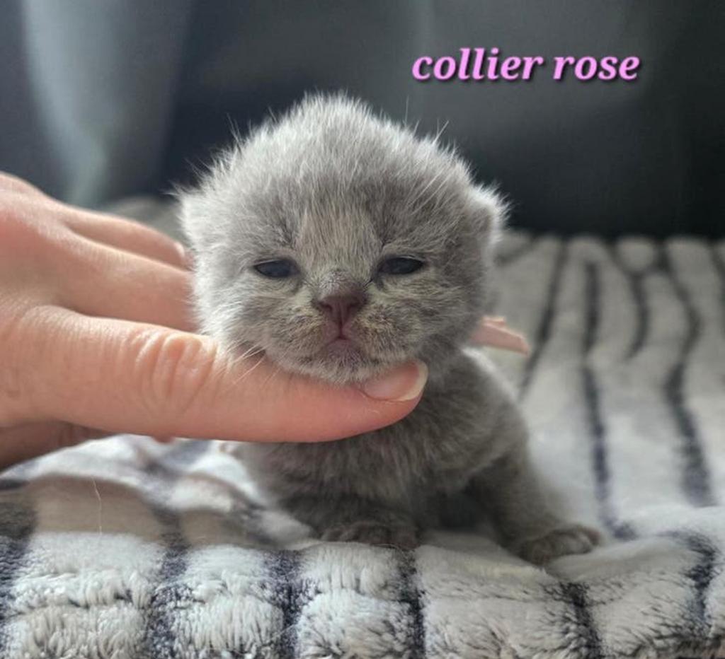 Kittens, Meerdere dieren