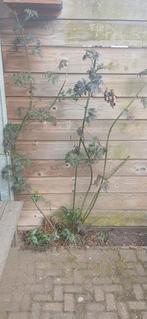 Bramenstruik, Tuin en Terras, Ophalen of Verzenden