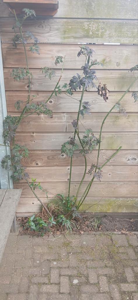 Bramenstruik, Tuin en Terras, Planten | Tuinplanten, Ophalen of Verzenden