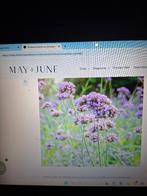 Verbena, Volle zon, Vaste plant, Zomer, Ophalen