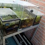 Div kleuren garnalen met kweekbak, kant en klaar voor kweek, Dieren en Toebehoren, Vissen | Aquariumvissen