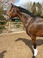 Bloedmooie 4 jarige ruin, Dieren en Toebehoren, Paarden, Springpaard, Met stamboom, Ruin, Onbeleerd