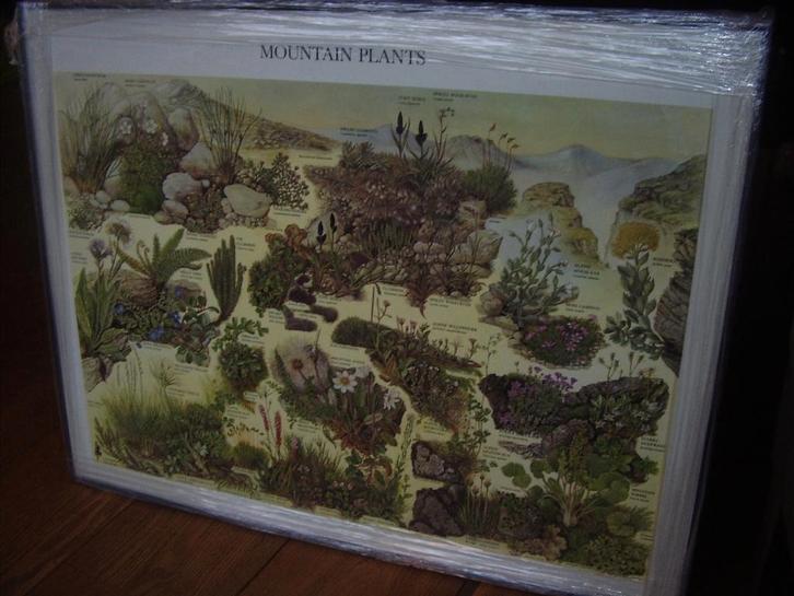 Posters divers, Verzamelen, Posters, Nieuw, Dier of Natuur, Deurposter of groter, Rechthoekig Liggend, Met lijst, Ophalen of Verzenden