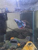 Mooie blauwe Kempvis/betta met eventuele aquarium bij, Vis