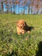 Uniek Mooie Poedel pupjes te koop, Poedel, Parvo, België, 15 weken tot 1 jaar