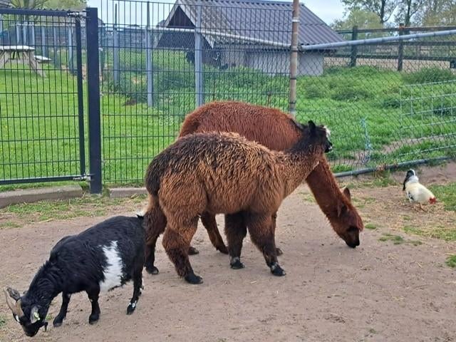 Alpaca te koop, Juli, Mannelijk