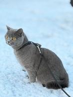 Brits kort haar, Poes