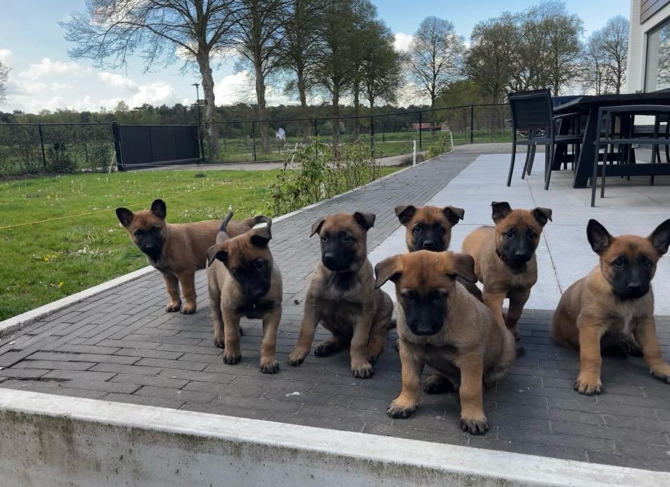 Mechelse herder pups, Meerdere, Meerdere dieren, Herder, Nederland
