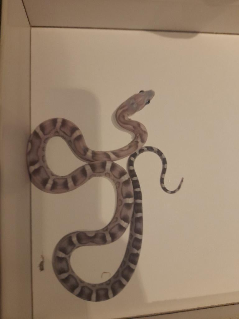 Anery scaleless 66% amel, Dieren en Toebehoren, Reptielen en Amfibieën, Slang, 0 tot 2 jaar