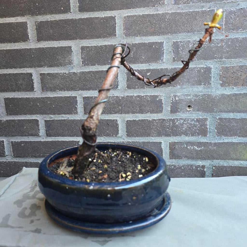 Bonsai Kastanje, Ophalen of Verzenden, Overige soorten, Volle zon
