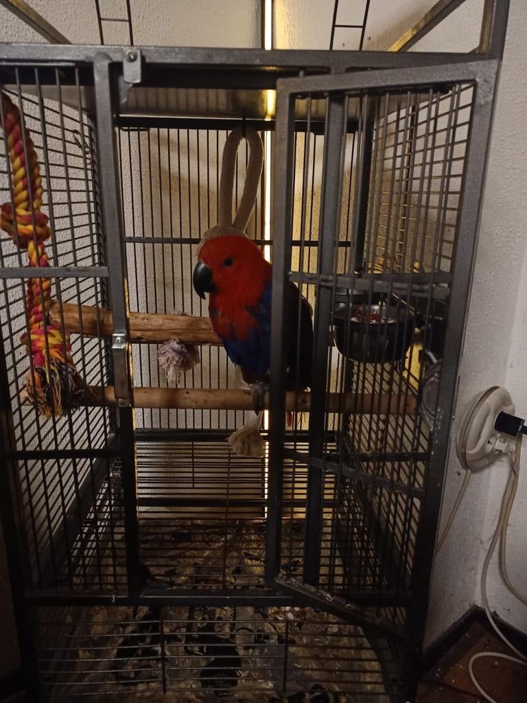 Mooie tamme  edelpapagaai, Dieren en Toebehoren, Vrouwelijk, Papegaai, Pratend