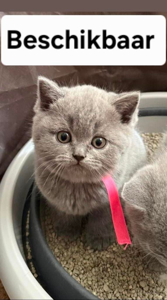 Britse korthaar kittens (grijs) te koop, Dieren en Toebehoren, Katten en Kittens | Raskatten | Korthaar, Poes, 0 tot 2 jaar