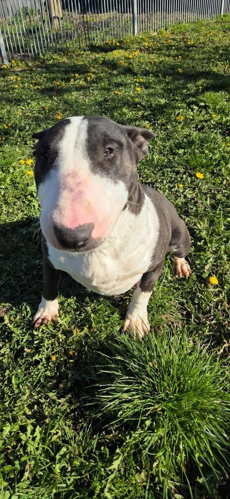 Te koop mooie forse zeer lieve Bull Terriër teef, Dieren en Toebehoren, Honden | Jack Russells en Terriërs, Nederland, Teef, Eén hond