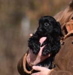 4 (nog 3) prachtige zeer sociale BoomPoo. 3 meisjes en 1 reu, Dieren en Toebehoren, Honden | Chihuahua's en Gezelschapshonden