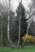 Gevraagd Berkenstammen/wilgen/ fruitbomen, Ophalen of Verzenden, Volle zon, Overige soorten