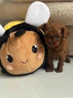 Teacup Toy poedel / toy poodle teefje, Dieren en Toebehoren, Poedel, Particulier, 15 weken tot 1 jaar, Buitenland