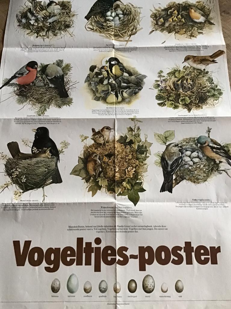 Vogeltjes poster, Ophalen of Verzenden, Zo goed als nieuw