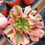 Aeonium oil painting girl, Ophalen of Verzenden, Halfschaduw, Minder dan 100 cm