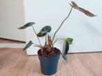 Philodendron Gloriosum H: 38 cm. - Philodendron, Huis en Inrichting, Kamerplanten, Ophalen, Overige soorten, Halfschaduw, Minder dan 100 cm
