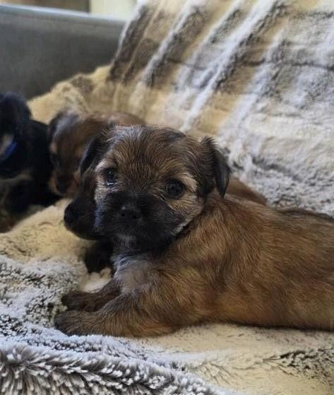 6 Puppies  Yorkshire terriër - Chihuahua, Dieren en Toebehoren, Honden | Chihuahua's en Gezelschapshonden, 8 tot 15 weken, Meerdere