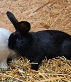 Duitse reus mix,  voedstertje, Dieren en Toebehoren, Konijnen, Vrouwelijk, Groot