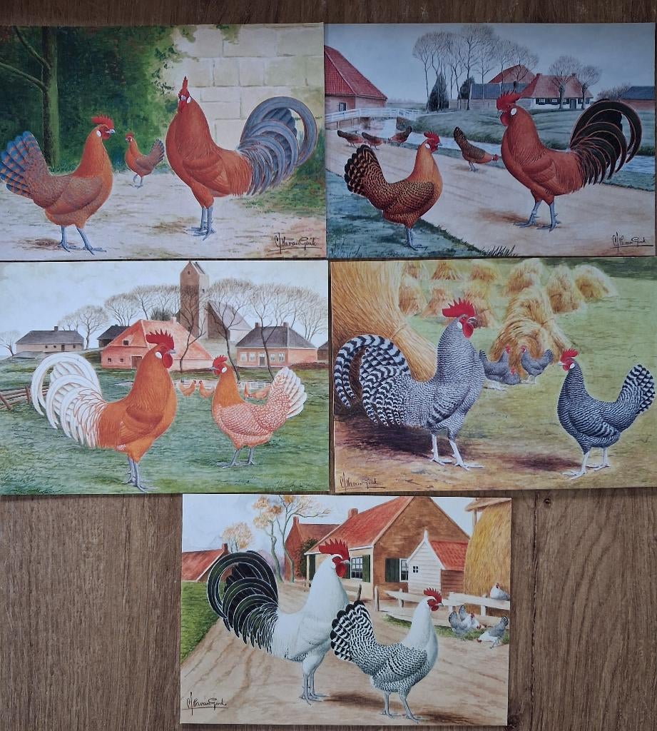 5 x Fries Hoen naar full colour tekening C S Th van Gink, Ophalen of Verzenden, Voor 1920, Vogel