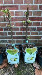 Zuil perenboom, Ophalen, Minder dan 100 cm