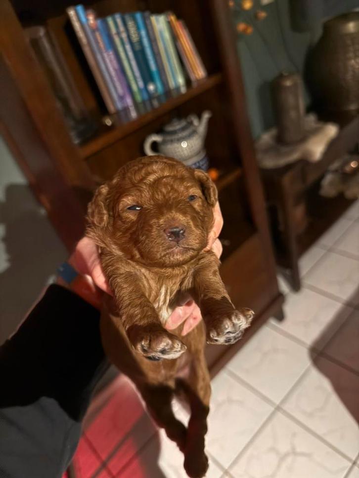 Rode toy poedel x dwerg poedel pups, Dieren en Toebehoren, Honden | Chihuahua's en Gezelschapshonden, Reu, Poedel, Fokker | Hobbymatig