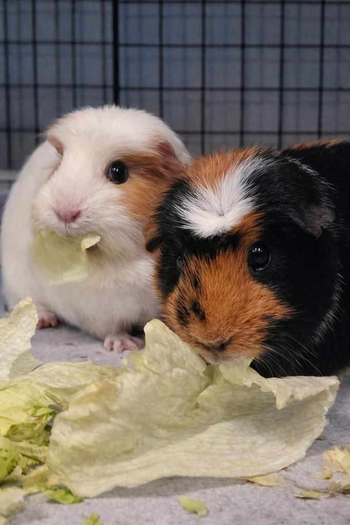 Tamme cavias zoeken liefdevol nieuw huis, Dieren en Toebehoren, Knaagdieren, Meerdere dieren, Cavia, Januari, Tam
