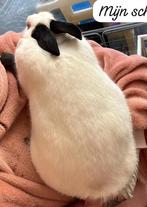 Witte rus konijn, Dieren en Toebehoren, Vrouwelijk, Groot, 0 tot 2 jaar