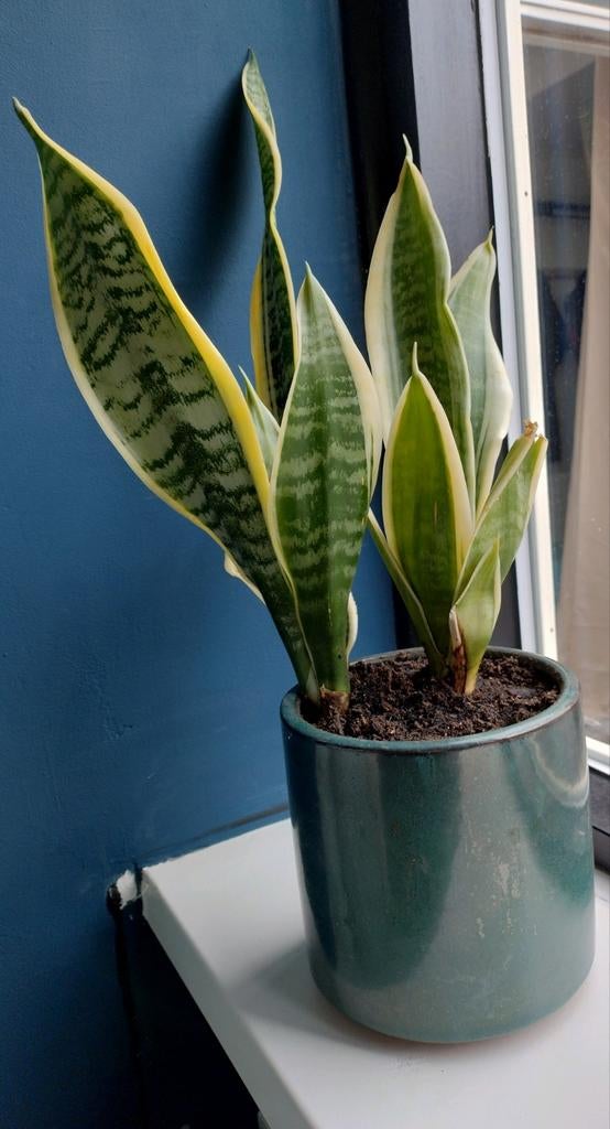 Sansevieria plant (vrouwentong) + pot, Huis en Inrichting, Kamerplanten, Ophalen, Halfschaduw, In pot, Minder dan 100 cm