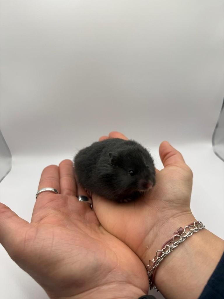 Te koop lieve jonge goudhamsters / Syrisch hamsters, Hamster, Maart, Mannelijk, Tam