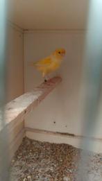 Kanarie man 2025, Dieren en Toebehoren, Mannelijk, Kleurkanarie