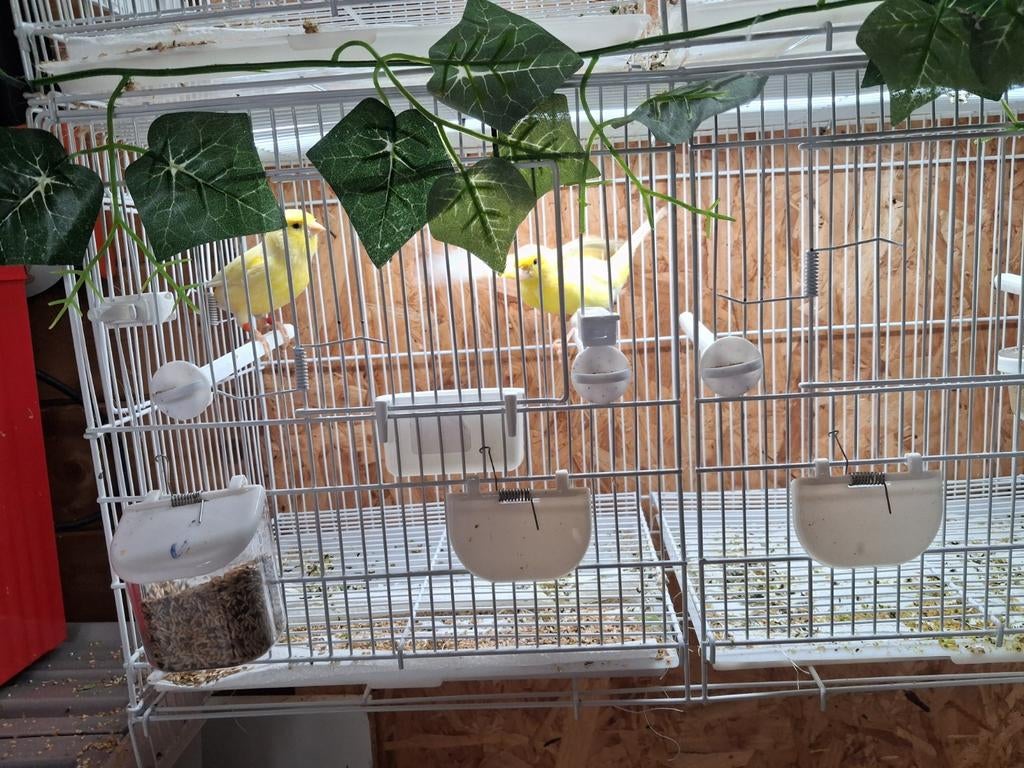 Te koop koppel gele kanaries, Dieren en Toebehoren, Meerdere dieren, Kleurkanarie