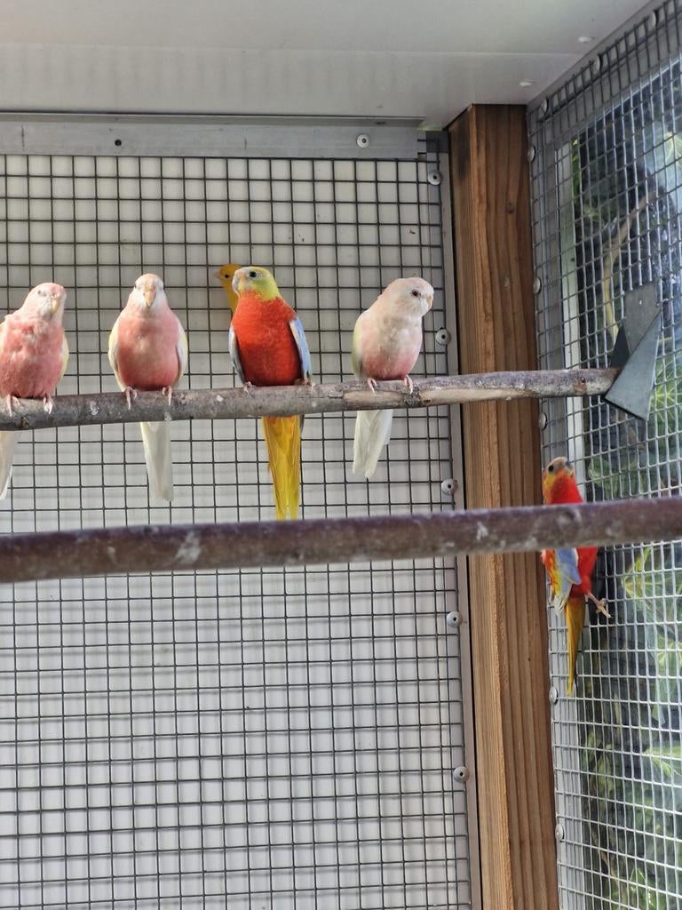 Turquoisine pop 2025 gereserveerd voor hans, Dieren en Toebehoren, Vogels | Parkieten en Papegaaien, Vrouwelijk, Parkiet, Geringd