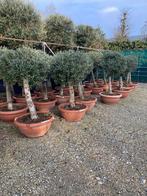 Extra aanbieding olijf opstam in schaal hoog 100cm nu149.50, 100 tot 250 cm, Zomer, Palmboom, Ophalen