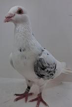 Kleurpostduiven doffer, Dieren en Toebehoren, Mannelijk, Postduif