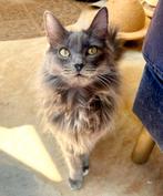 Jonge poezen zusjes Aly en Lily, Poes, Langharig, 0 tot 2 jaar