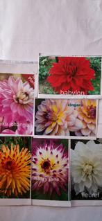 Dahlias knollen, Tuin en Terras, Bloembollen en Zaden, Ophalen of Verzenden, Voorjaar, Volle zon, Knol