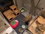 liefdevolle vakantieopvang voor uw cavia of konijn, Dieren en Toebehoren, Ophalen, Nieuw, Overige typen