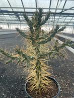 Cactus Opuntia Imbricata Hybride of Cholla .Potmaat 13, Ophalen of Verzenden, Minder dan 100 cm, Bloeiende kamerplant, Volle zon