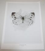 Poster Vlinder Groot Koolwit schilderij natuur insect prent, Ophalen of Verzenden, Nieuw, Print, 75 cm of meer